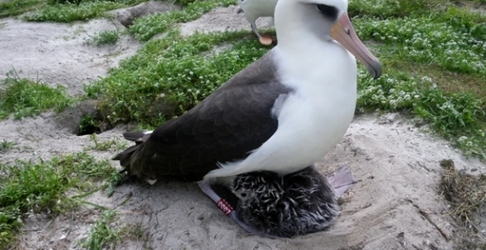 Tsunami-ul japonez ucide albatroşii din Hawaii
