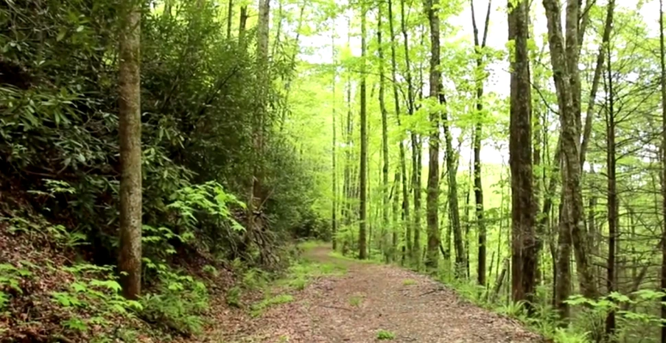 Un turist care a mers pe un drum nemarcat a filmat în pădure un oraş-fantomă (VIDEO)