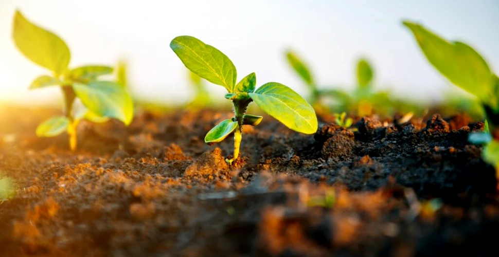 Cercetătorii au creat „solul electronic” care accelerează creșterea culturilor