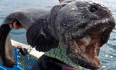 Un peşte-gigant, capturat în Japonia – FOTO