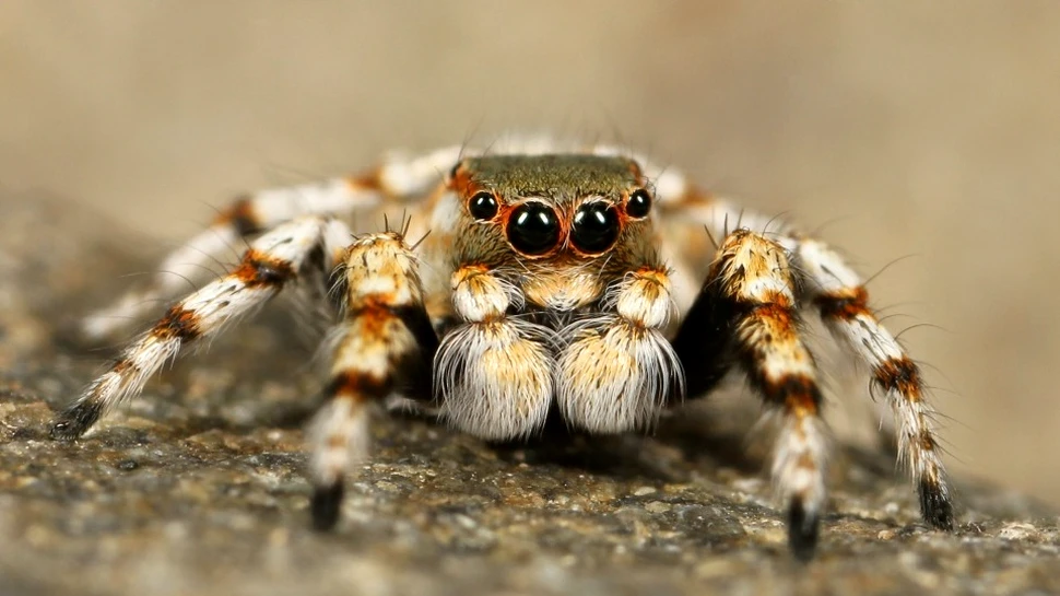 Condiţiile extreme din Australia au creat condiţiile pentru o nouă ameninţare: păianjenii