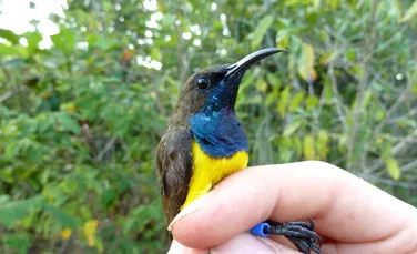 Noi specii de păsări nectarinide, descoperite pe insulele îndepărtate din Indonezia