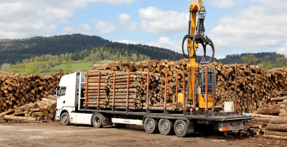 Peste 2.000 de metri cubi de lemn, confiscați în Maramureș. Care este valoarea lor