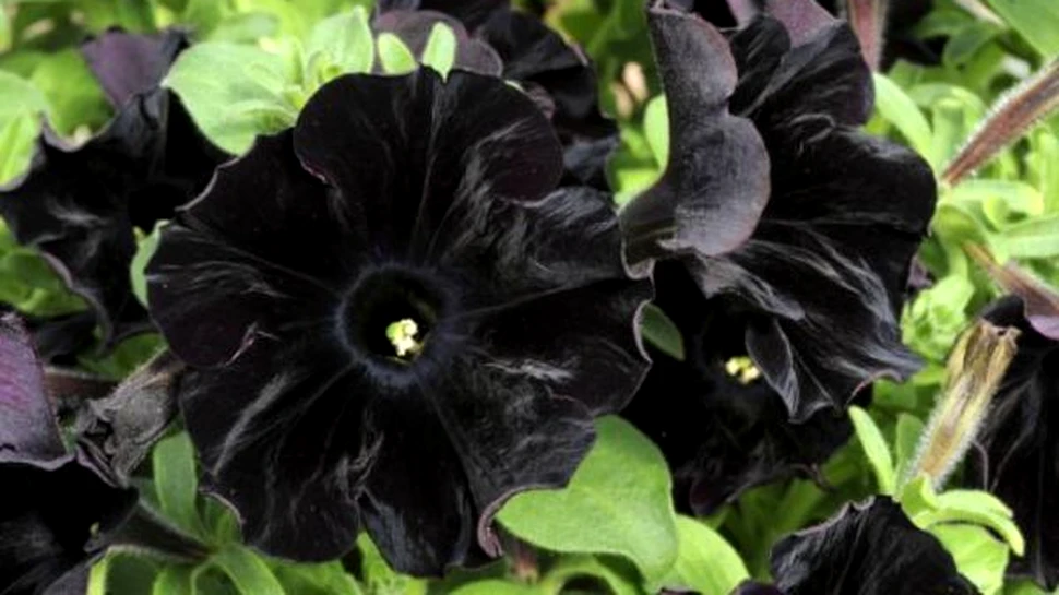 Surprinzatoare si dramatica: petunia neagra