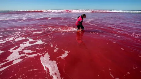 De ce au colorat oamenii de știință oceanul în roz?