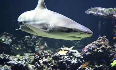 Rămășițele unui bărbat dispărut au fost găsite în stomacul unui rechin mort, dar experții nu cred că a fost ucis de animal