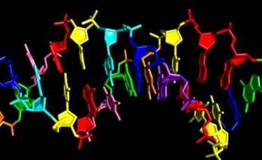 ADN-ul sintetic cu patru baze adiţionale, creat în premieră de cercetători