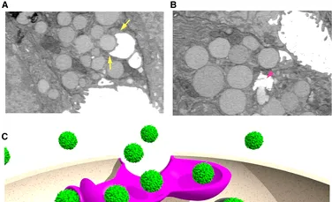 Celulele rănite „vomită” pentru a stimula vindecarea în corpul uman, au descoperit oamenii de știință