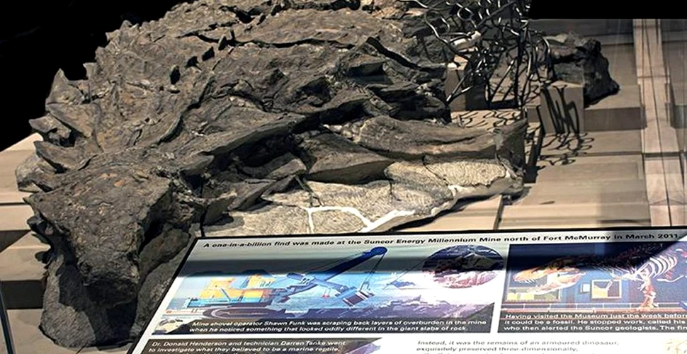 Cel mai bine conservat stomac de dinozaur găsit până acum. Cum arată ultima masă a unui uriaș erbivor