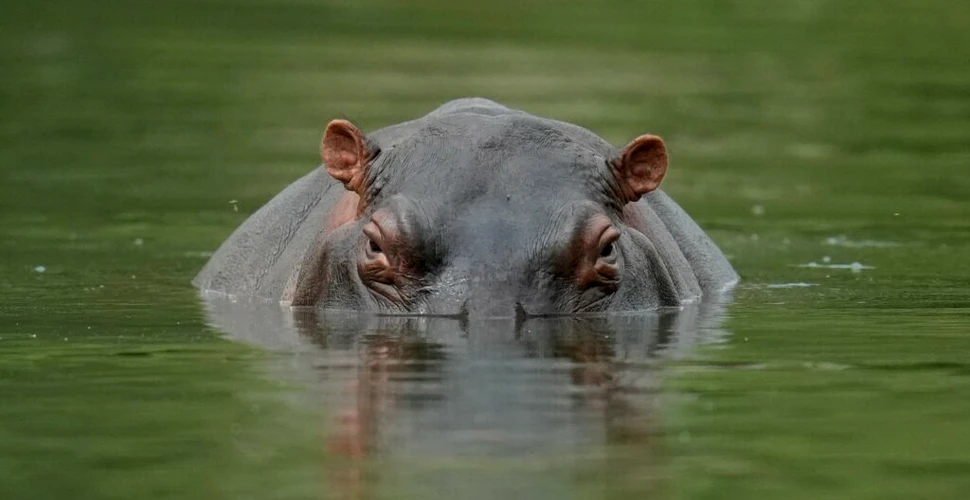 Unii dintre hipopotamii lui Pablo Escobar vor fi sacrificați în Columbia