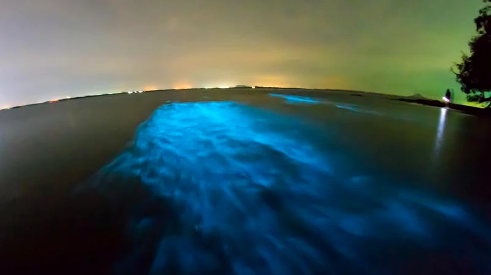 ”Calea Lactee” a mărilor este un fenomen pe cât de fascinant, pe atât de straniu. Nimeni nu a putut să-l explice – FOTO