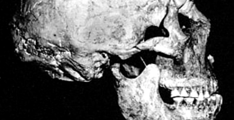 Neanderthalienii, tot mai asemanatori cu oamenii