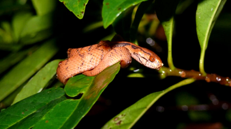 Știați că există șerpi „dreptaci”?