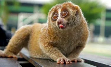 Care este singura primată veninoasă din lume? Puțini oameni știu răspunsul corect!