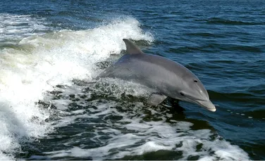 Zeci de delfini din Marea Neagră au murit, iar cauza ar putea fi războiul din Ucraina (DOCUMENTAR)