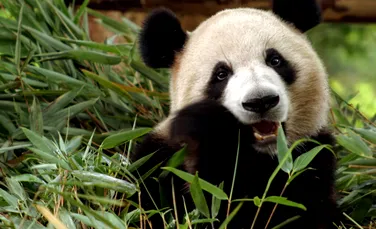 Japonia rămâne fără urși panda din cauza tensiunilor cu China