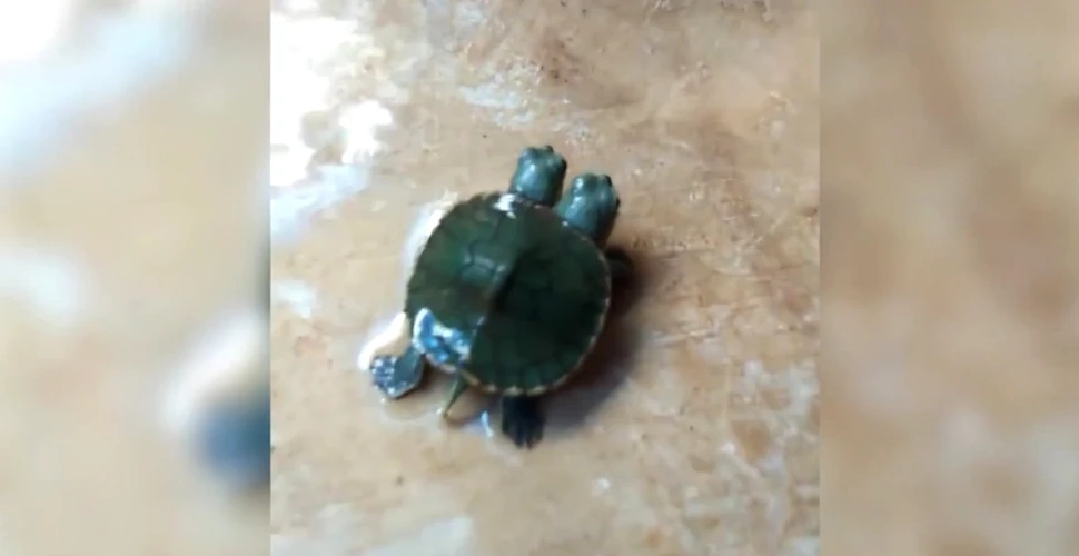 O broască ţestoasă mutant născută în Thailanda a şocat cercetătorii