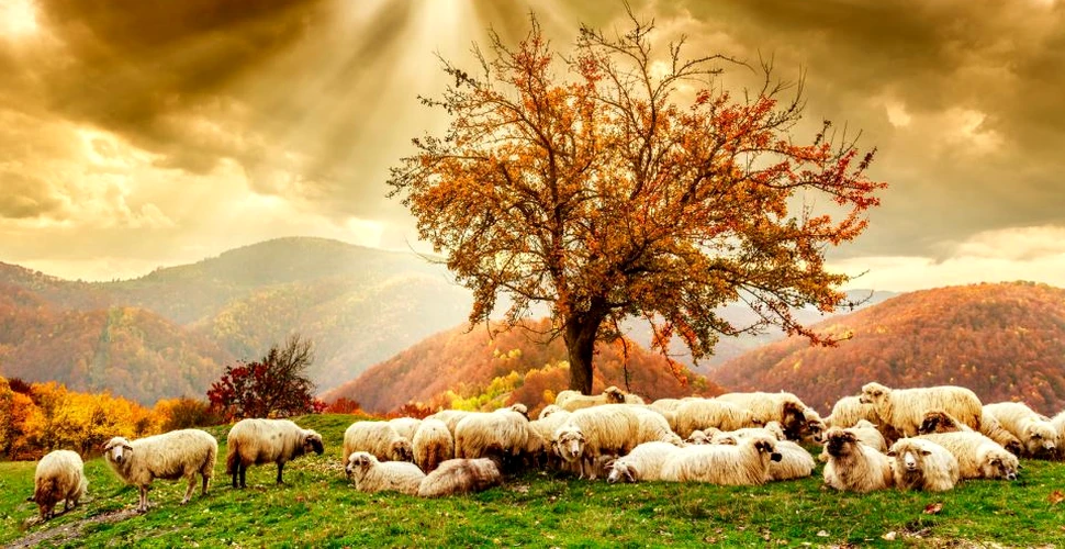 Romfilatelia a dedicat o emisiune poştală raselor de oi din România