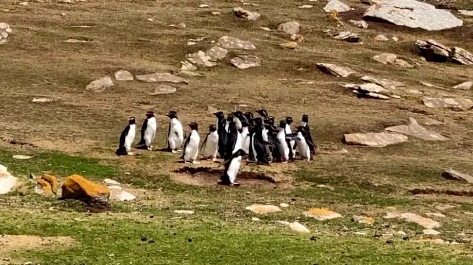 Imaginile cu un pinguin „confuz” ajutat de altul au cucerit internetul. Ce s-a întâmplat de fapt