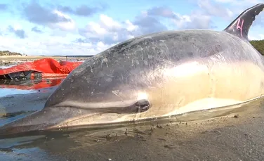 Un nou val de delfini eşuaţi, de data aceasta în Peru. Care ar putea fi cauza? (VIDEO)
