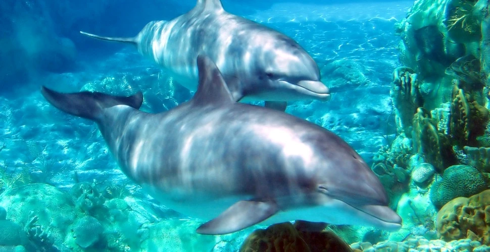 Până unde poate merge inteligenţa cetaceelor? Delfinii îşi strigă prietenii pe nume!