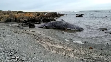 14 balene moarte, descoperite pe o plajă din Australia