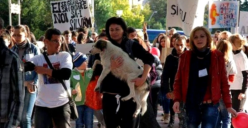 Puşa, mascota protestelor de după Colectiv, îşi caută stăpân
