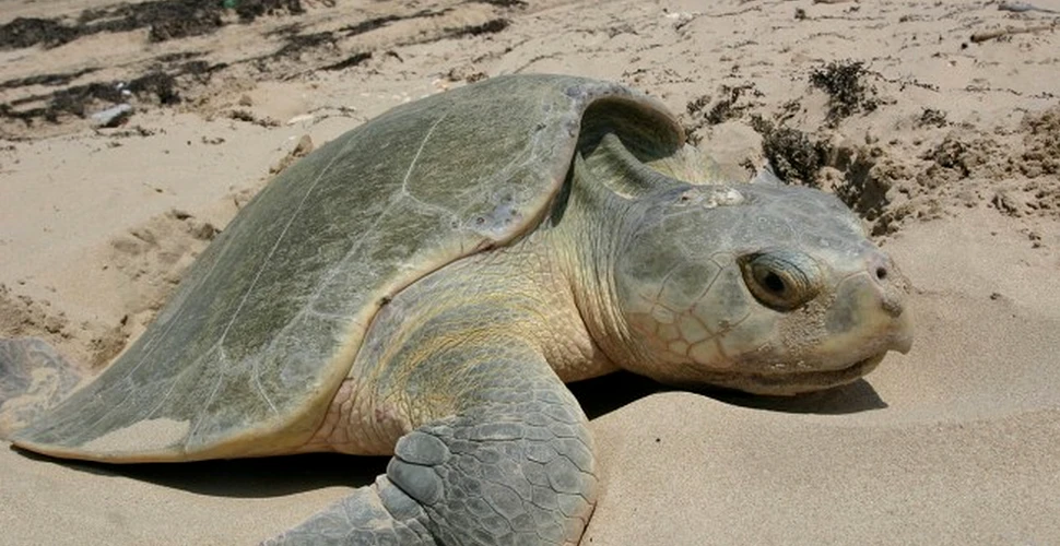 Una dintre cele mai rare specii de ţestoasă a eşuat pe o plajă după ce s-a agăţat în deşeuri