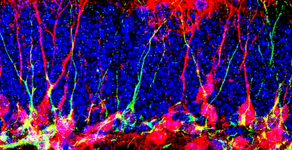 Oamenii de știință au descoperit cum pot genera noi neuroni în creier
