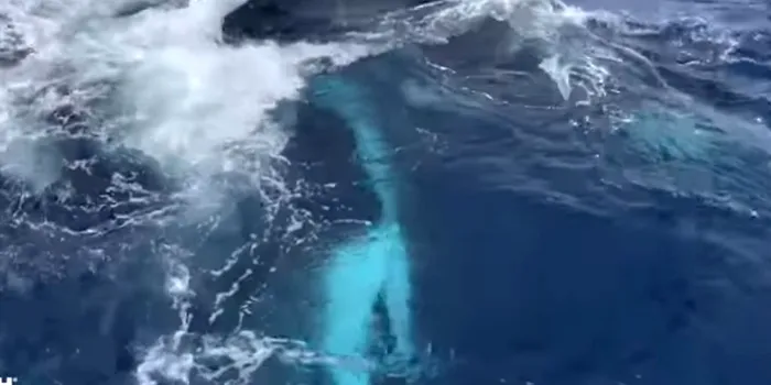 Lupta dintre o balenă cu cocoașă și 15 orci, surprinsă în premieră