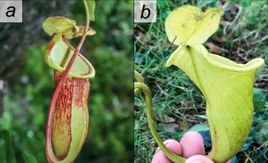 Mai puțin de 50 de astfel de plante există pe Pământ. Cât de aproape sunt de a dispărea complet?
