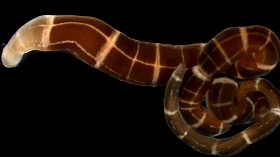 Stresul biochimic creşte longevitatea, cel puţin în cazul viermilor