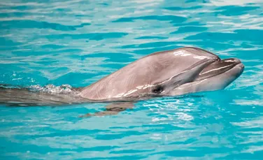 Creierul delfinilor eșuați prezintă semne de Alzheimer, indică un studiu surprinzător