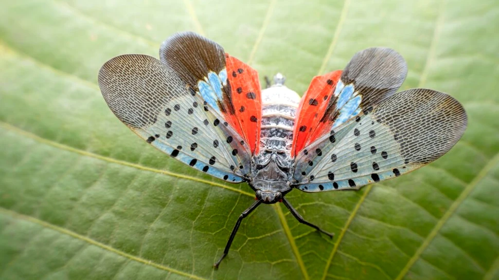 Cum a reușit o insectă să invadeze Statele Unite mai repede ca niciodată?