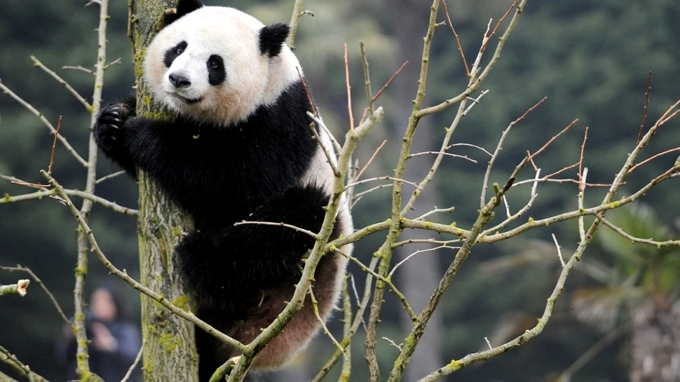 Salvându-i pe ei, ne salvăm noi: urşii panda deţin cheia pentru combaterea super-virusurilor