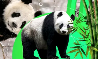 10 lucruri uimitoare despre urșii panda, unele dintre cele mai iubite animale din lume