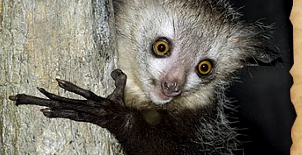 A furat un lemur de la o grădină zoologică pentru a-l face animalul său de companie. Ce pedeapsă riscă tânărul