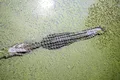 Crocodilii prosperă într-unul dintre cele mai poluate râuri din America Centrală