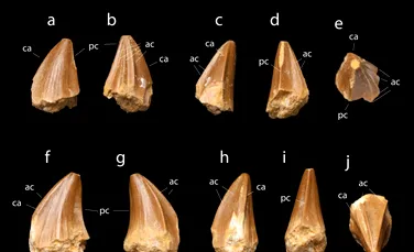 Fosile de Mosasaurus cu dinți bizari „ca niște șurubelnițe”, găsite în Maroc