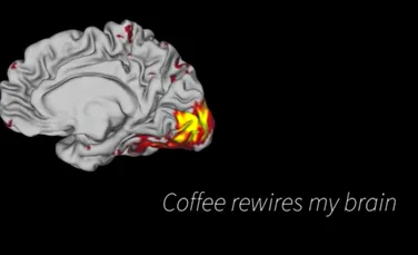 Cum ne RESETEAZĂ cafeaua creierul. Un cercetător şi-a scanat creierul de două ori pe săptămână, timp de un an şi jumătate, şi a arătat efectul incredibil al cofeinei – FOTO+VIDEO
