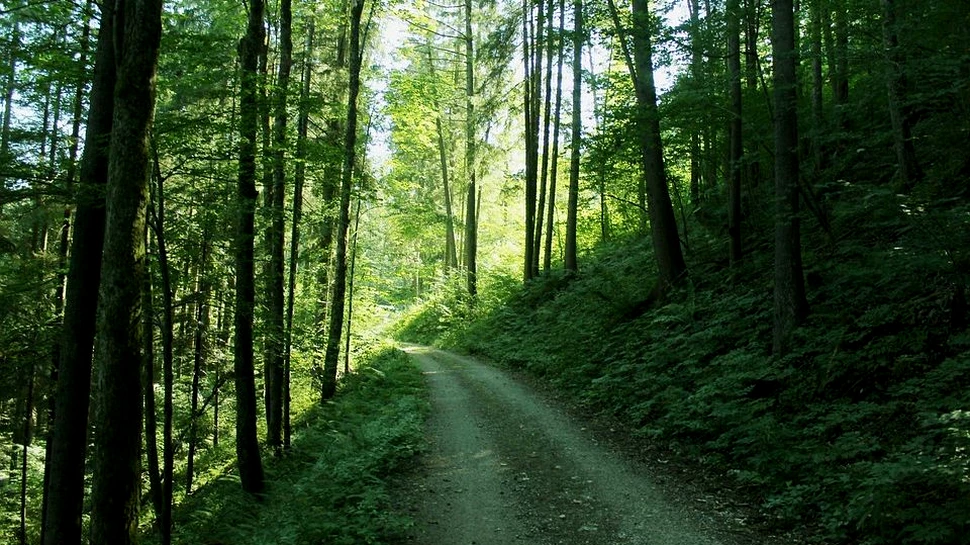 Rezultatul unei singure sesiuni parlamentare: O sărbătoare, 3 zile naţionale şi Ziua Olteniei