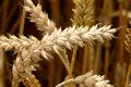 „Sfântul Graal” al grâului ar putea hrăni întreaga planetă supraîncălzită