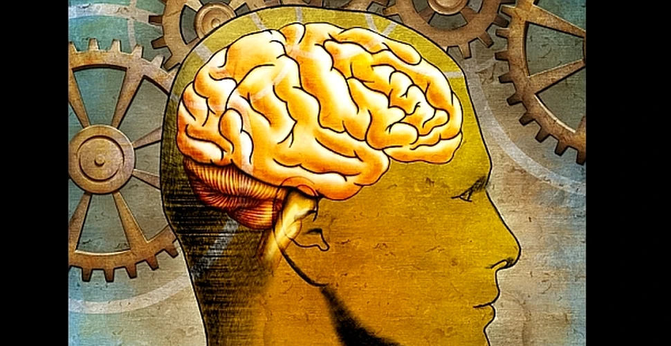 Cât ne „costă” faptul că avem creierul mare? Un nou studiu oferă un răspuns
