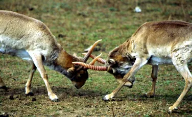 O echipă de filmare a mers în Asia Centrală pentru a înregistra un material cu antilopele Saiga. În următoarele trei zile au murit 150.000 de exemplare