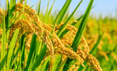 Producția globală de orez aproape s-a dublat în ultimii 50 de ani, în ciuda schimbărilor climatice