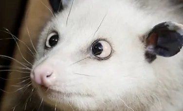 Opossumul sasiu a devenit vedeta pe Internet (VIDEO)