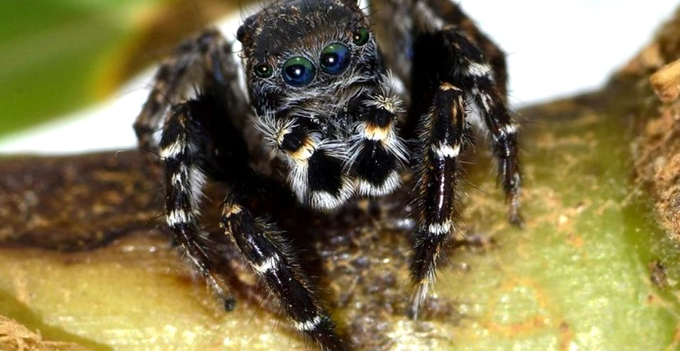 O nouă specie de de păianjen săritor, denumită după Karl Lagerfeld