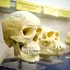 Arborele genealogic uman ar trebui refăcut, argumentează un nou studiu