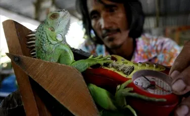 Un mexican a pus într-un rucsac 11 iguane. Ce s-a întâmpat când a ajuns la graniţă