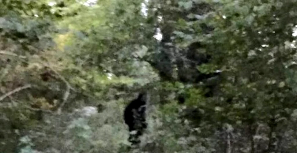 O filmare celebră cu Bigfoot, corectată cu Inteligența Artificială. A fost dezlegat misterul?